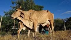 Impacto del fenómeno de El Niño en el Corredor Seco Centroamericano: Afectaciones por escasez hídrica