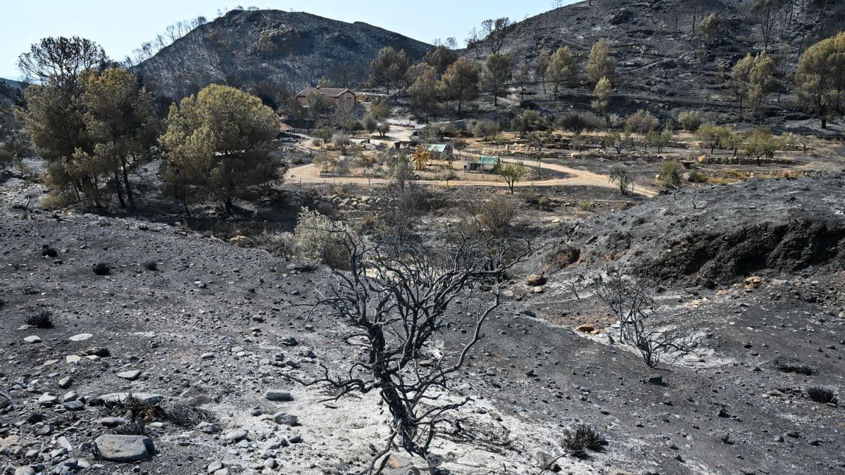 Incendio Forestal en Los Gallardos, Almería: Evaluación de Impactos y Respuesta Operativa